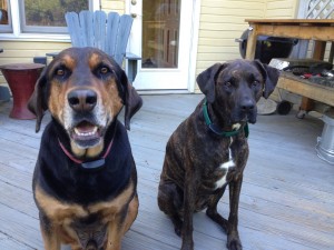 Bruno & Zoey