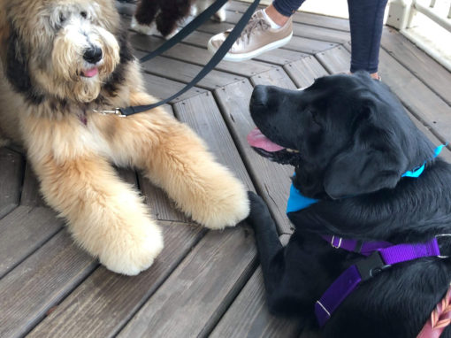 Boomer, Murray and Libby