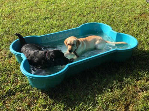 Holly and Penny go for a Swim