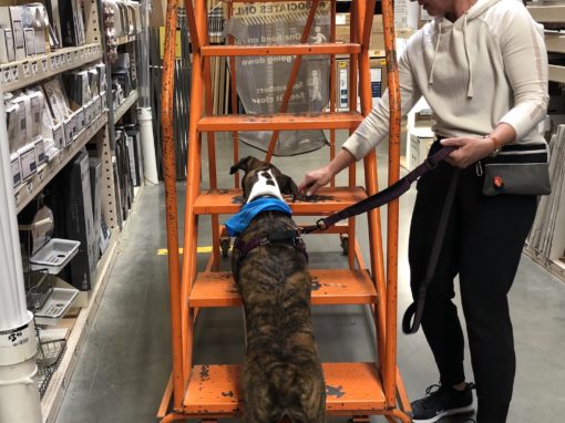 Willa works the ladder!